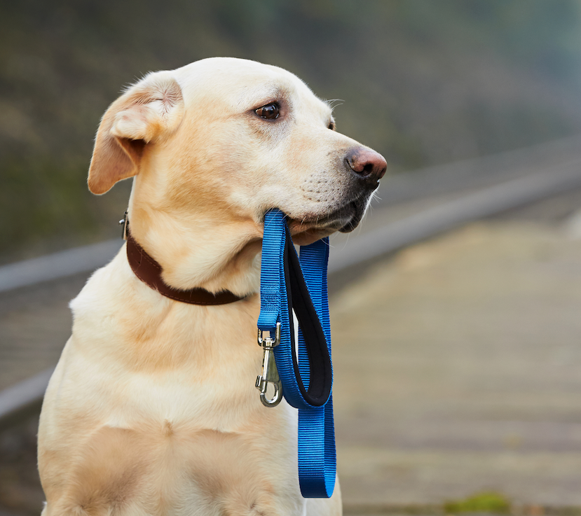 July is National Lost Pet Prevention Month