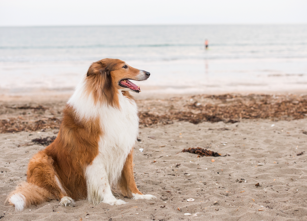 Celebrating World Collie Day July 21st - 123 Treats