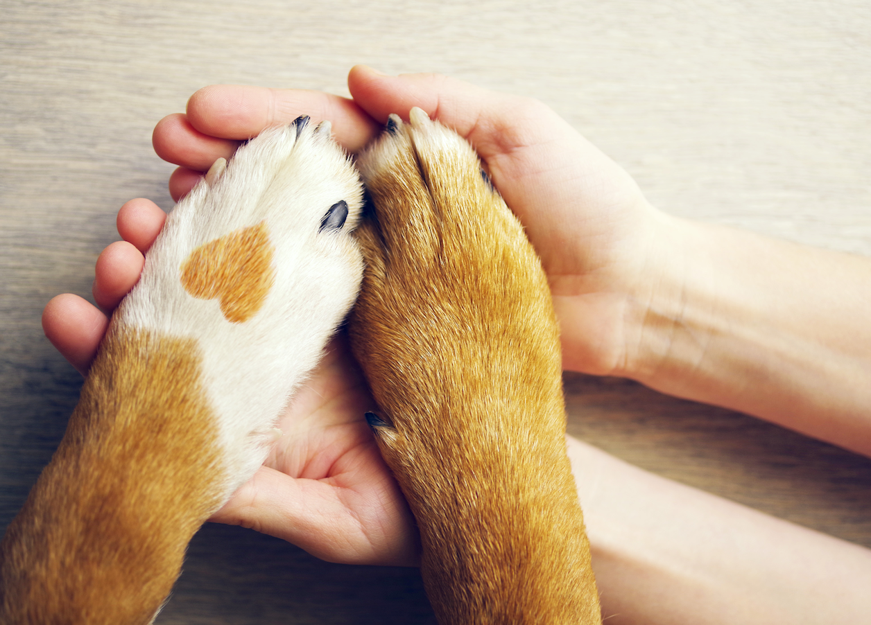 The Ultimate Guide to Spoiling Your Beloved Canine family