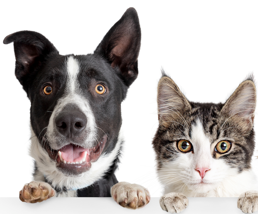 National Cat and Dog Gut Health Awareness Day: Caring for Your Furry Friends from the Inside Out