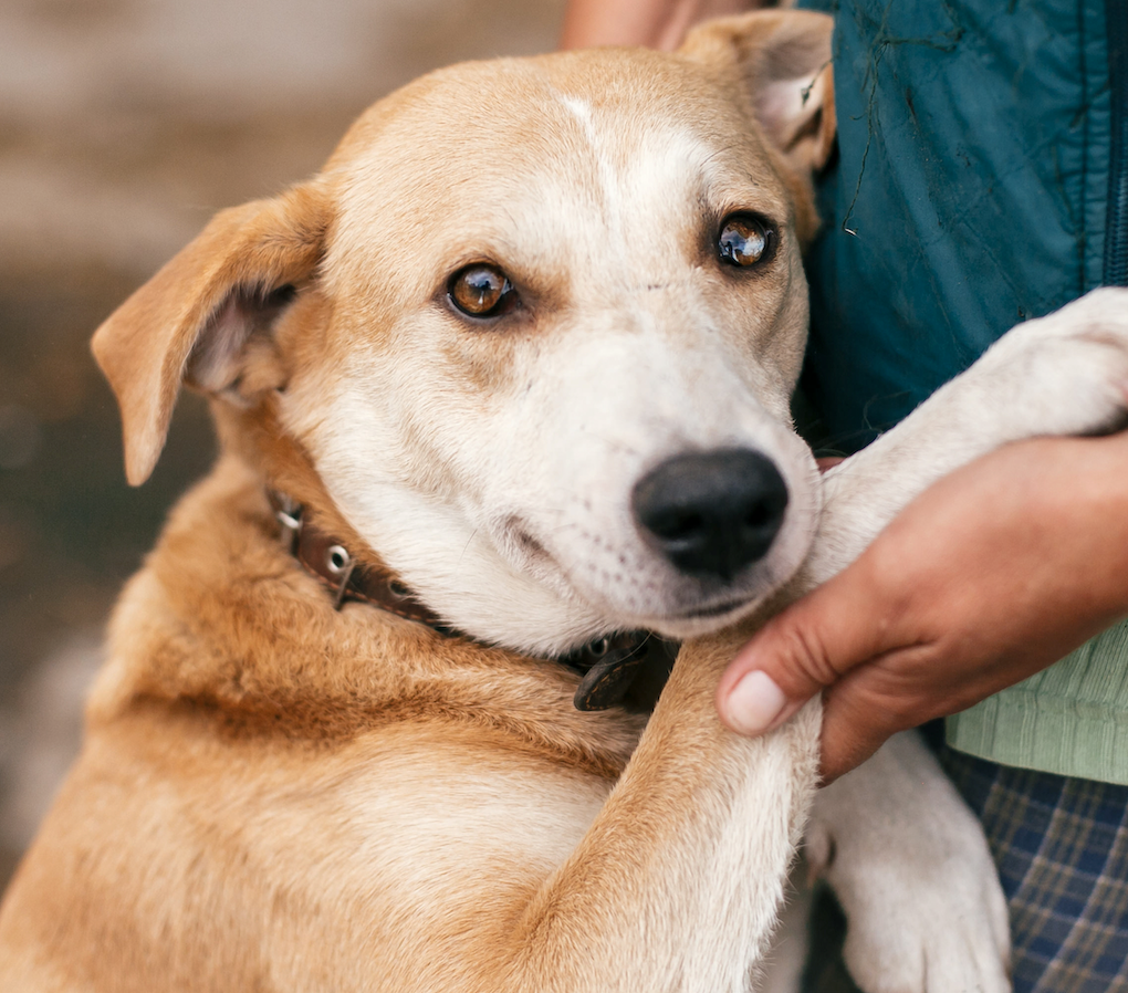 October - Adopt a Dog Month: Find Your Furry Friend