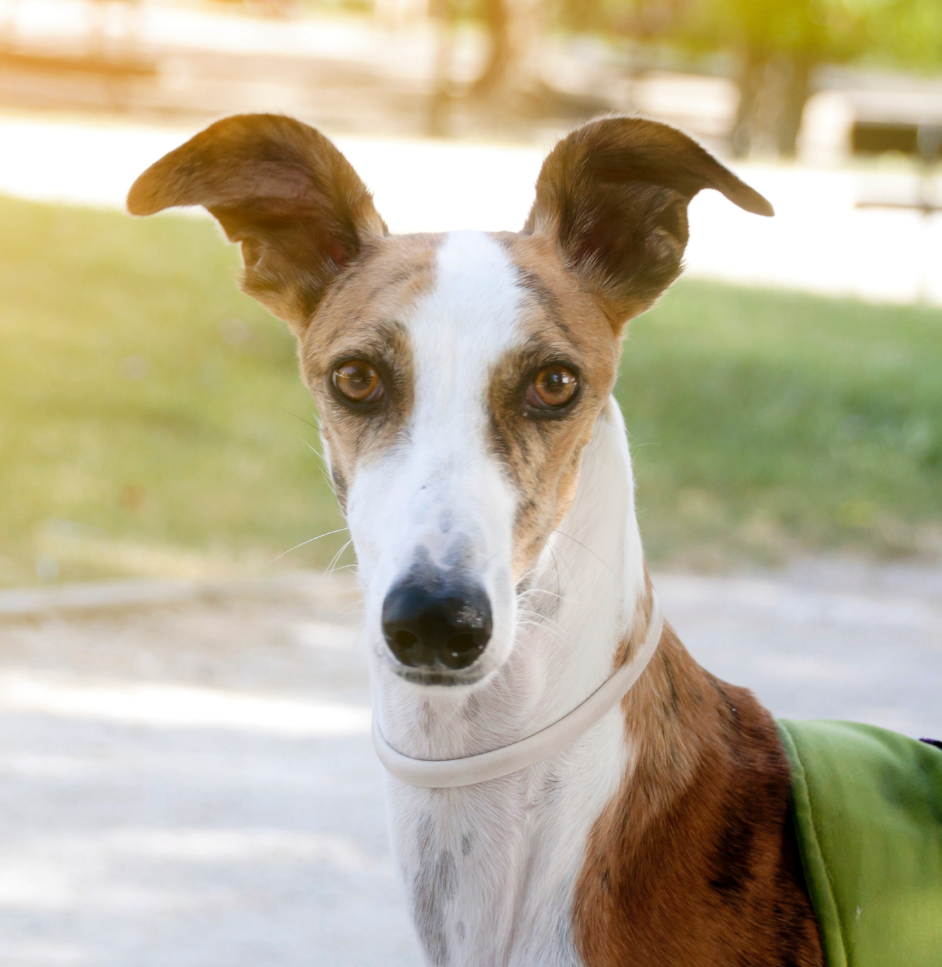 Celebrating World Galgo Day: Advocating for the Spanish Greyhound