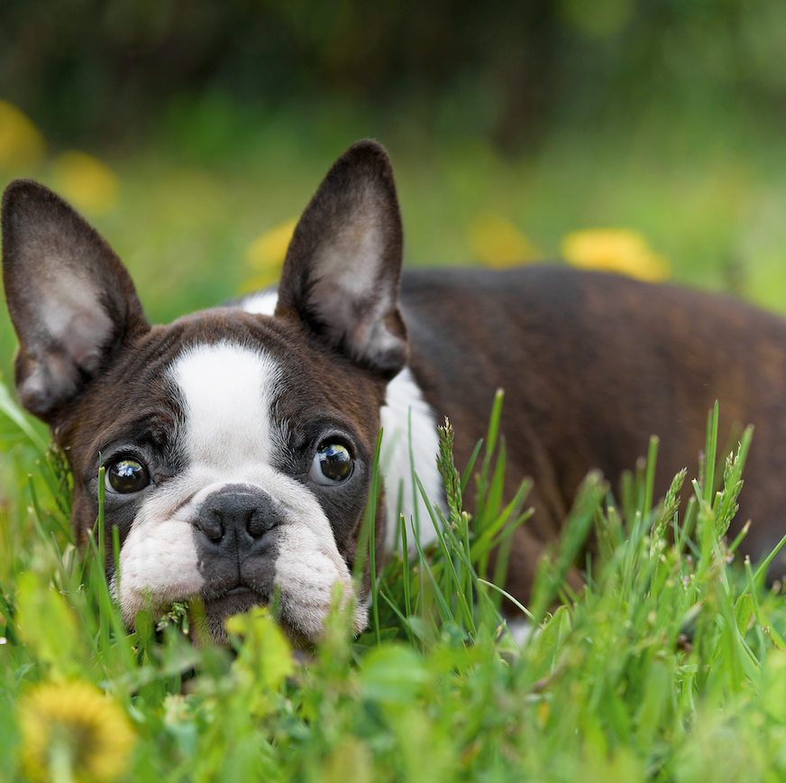 Celebrating the Charm and Charisma of National Boston Terrier Day