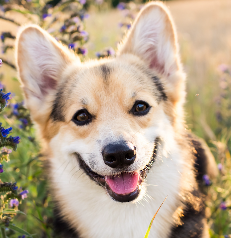 Get to know the adorable Welsh Corgi