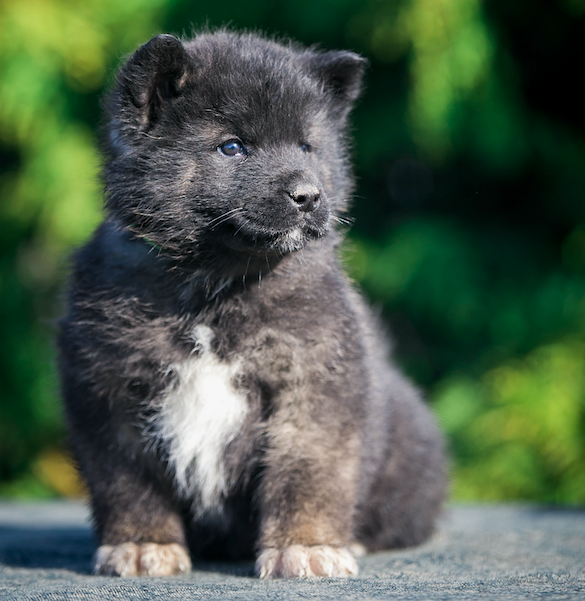 International Akita Day