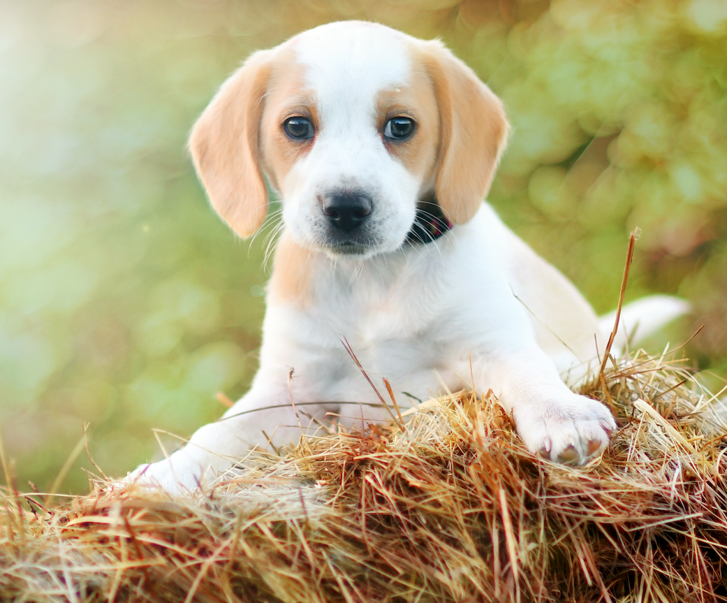 National Puppy Day: A Tribute to Our Furry Friends 🐾🐶