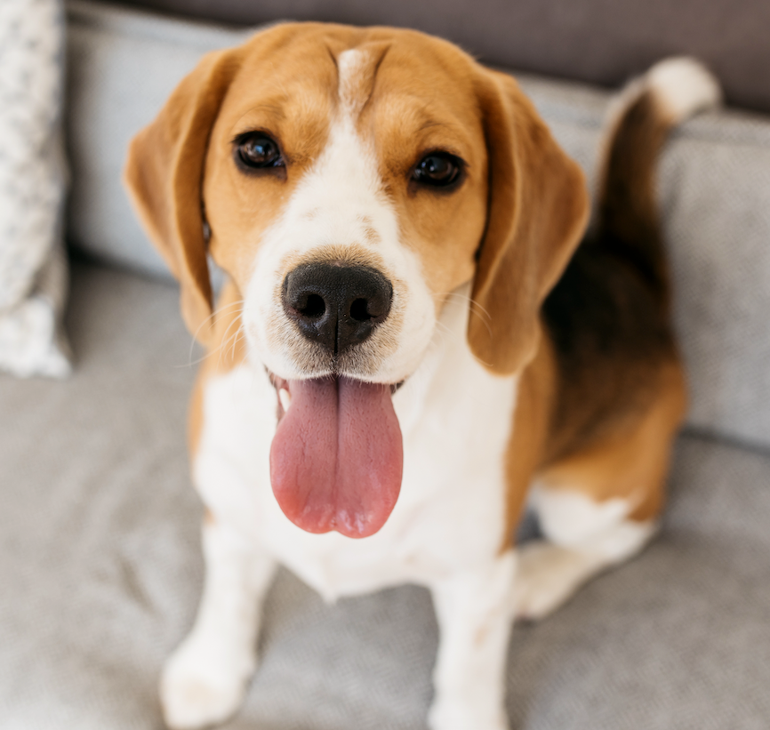 Embracing the Quirky Charm of Beagles: National Beagle Day Celebration
