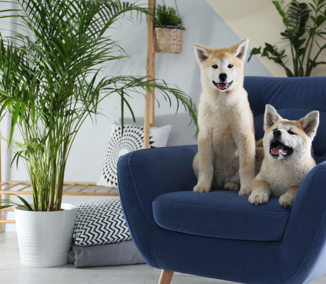 A Guide to Dog-Friendly Plants for a Pet-Safe Home - 123 Treats