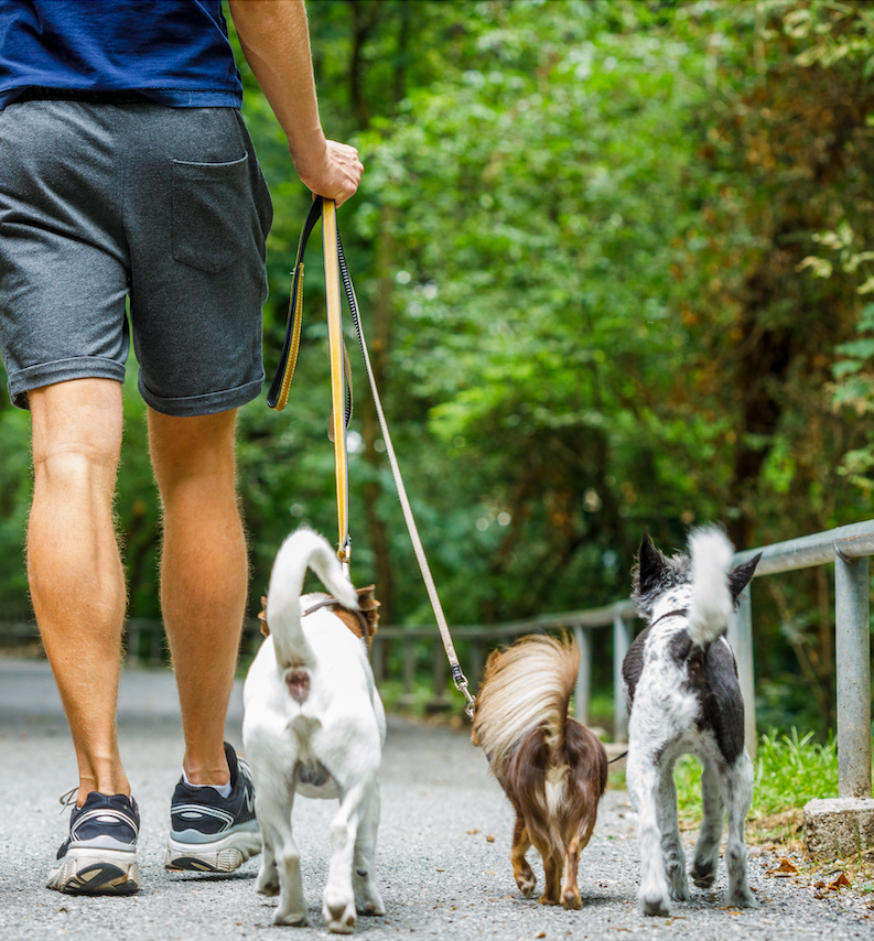 The Leash to a Healthier, Happier Pup: Reasons to Walk Your Dog Daily