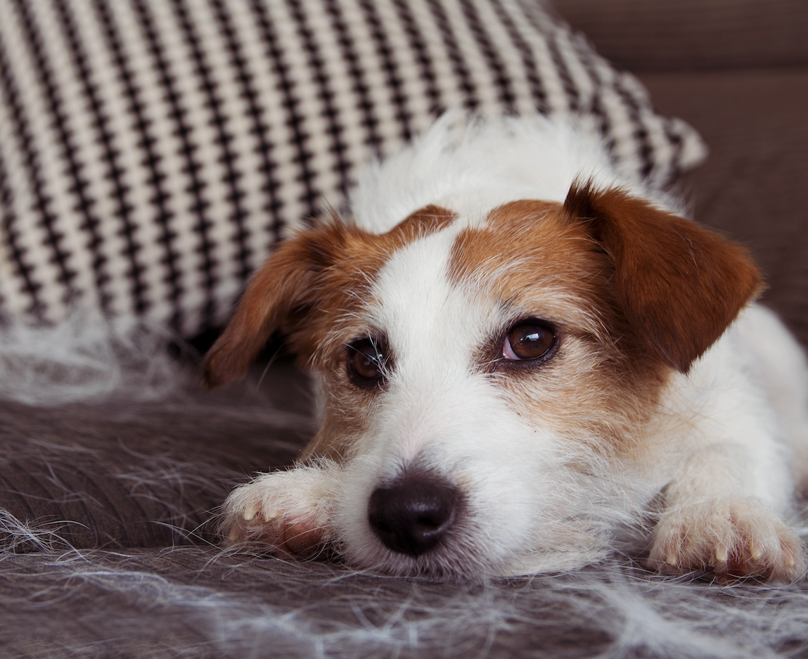 Understanding and Preventing Hair Loss in Dogs