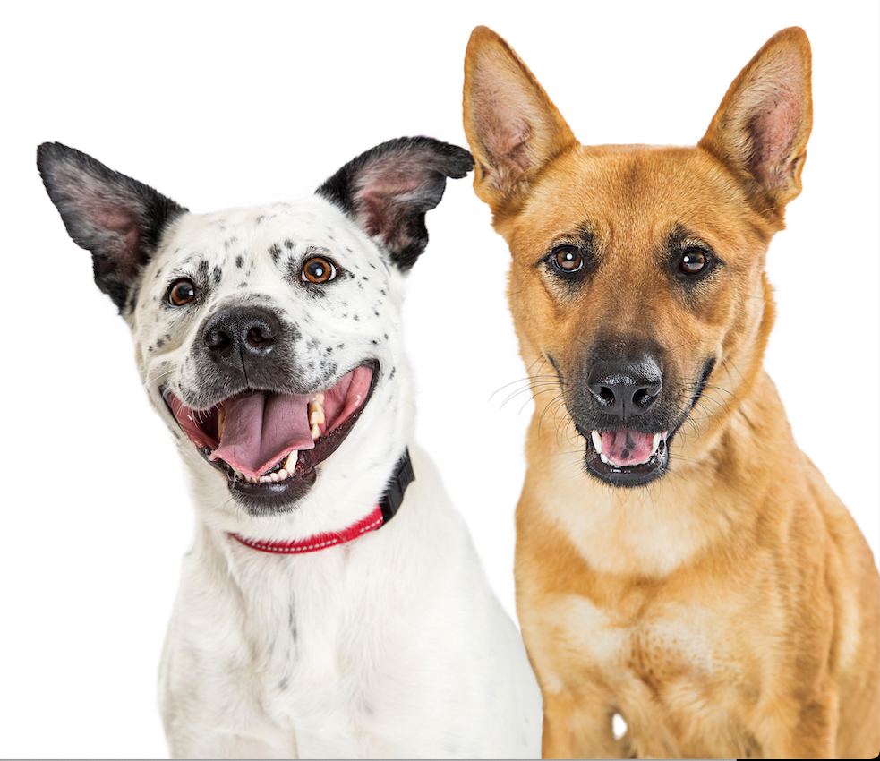 QCHEFS Dental Flakes for Dogs:The Ultimate Oral Health Solution