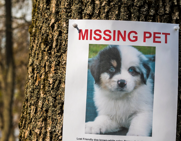 Lost Pet Example National Lost Pet Prevention Month: Ensuring Your Pet's Safety - 123 Treats