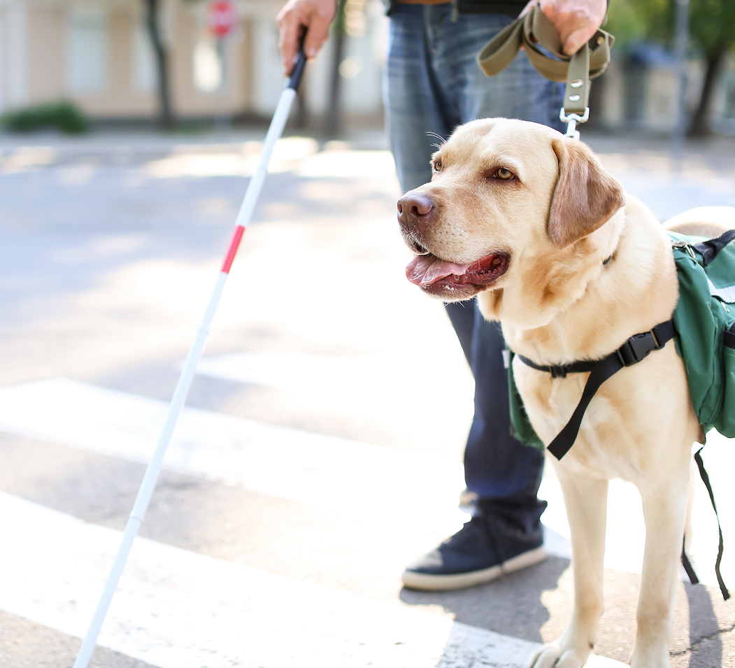 Celebrating Assistance Dog Day: Honoring Our Canine Helpers