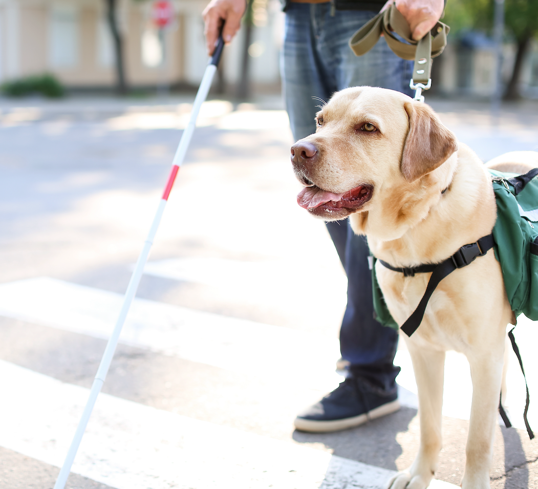 Helper Dogs Celebrating Assistance Dog Day: Honoring Our Canine Helpers - 123 Treats