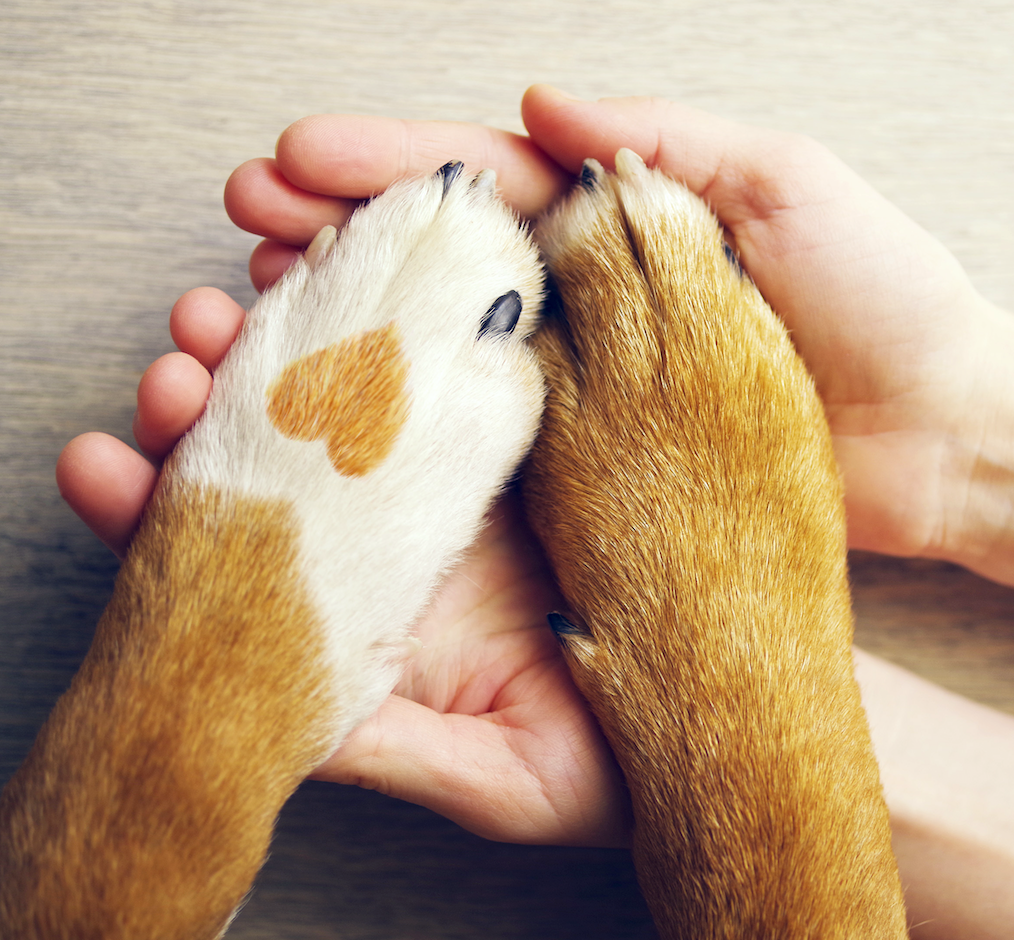 National Spoil Your Dog Day: A Day Dedicated to Pampering Our Furry Friends