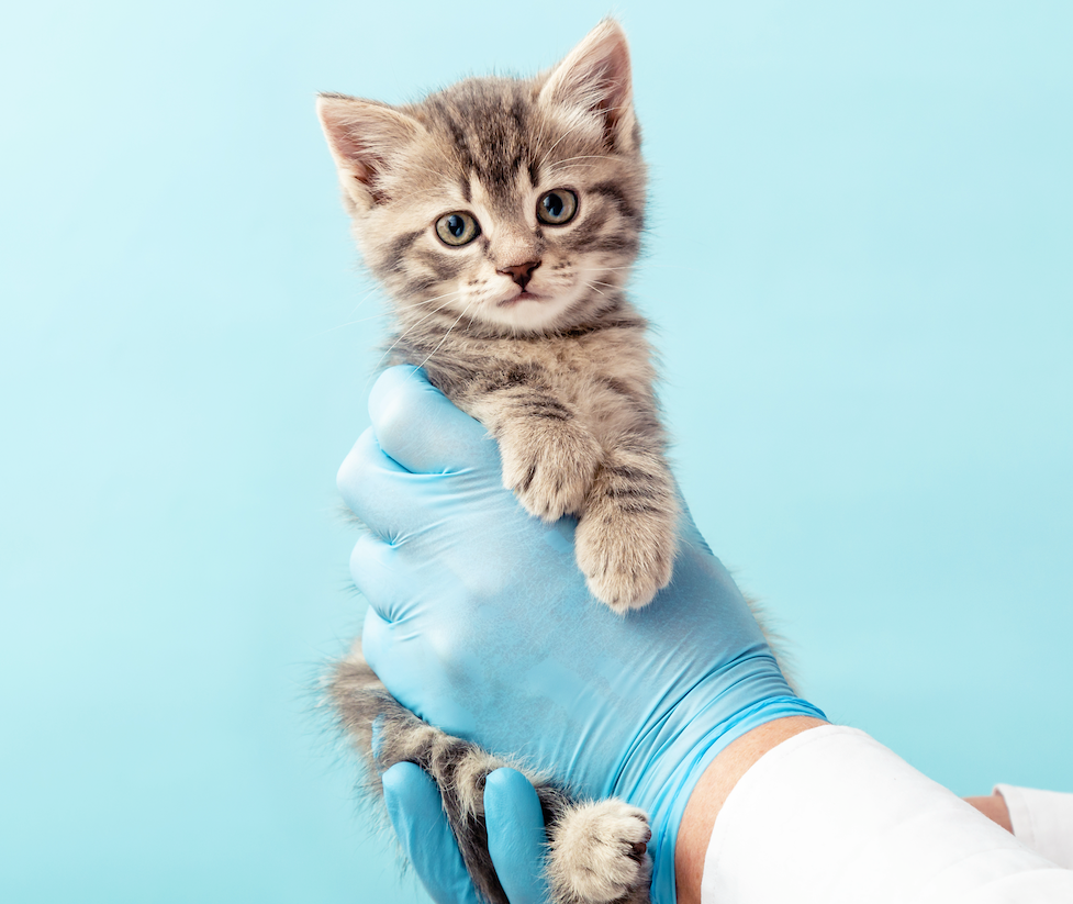 National Bring Your Cat to the Vet Day: Ensuring Your Feline's Health