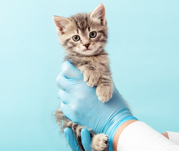 Bring Cat National Bring Your Cat to the Vet Day: Ensuring Your Feline's Health ...