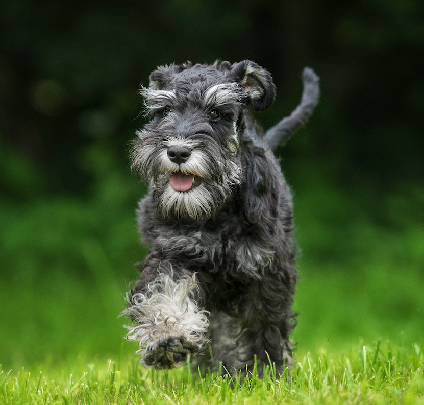 National Schnauzer Day: Celebrating Our Whiskered Companions