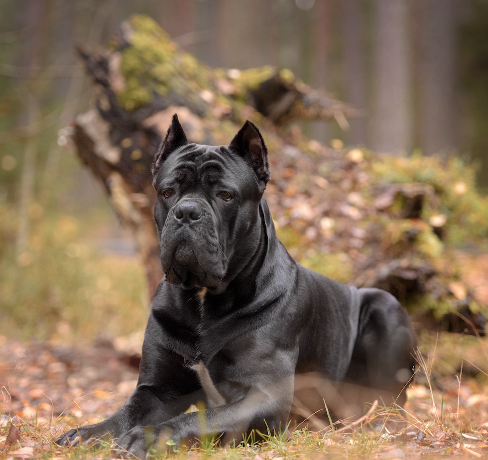 Cane Corso: Majestic and powerful