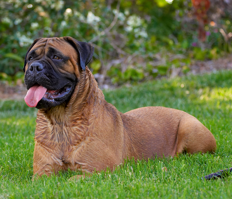 National Slobber Appreciation Day