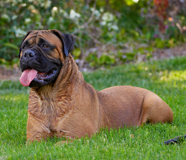Slobber National Slobber Appreciation Day - 123 Treats