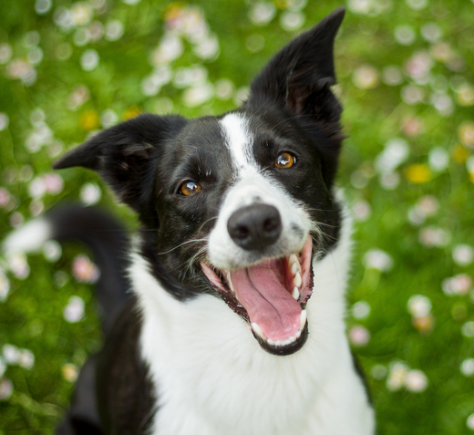 February is Pet Dental Health Month: Let&rsquo;s help spread awareness 
