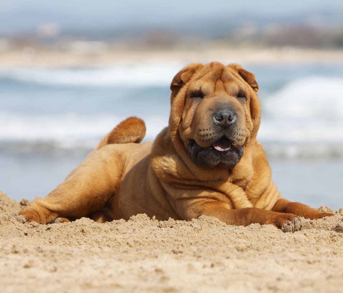 Shar-Pei Dogs: A Unique and Loyal Companion