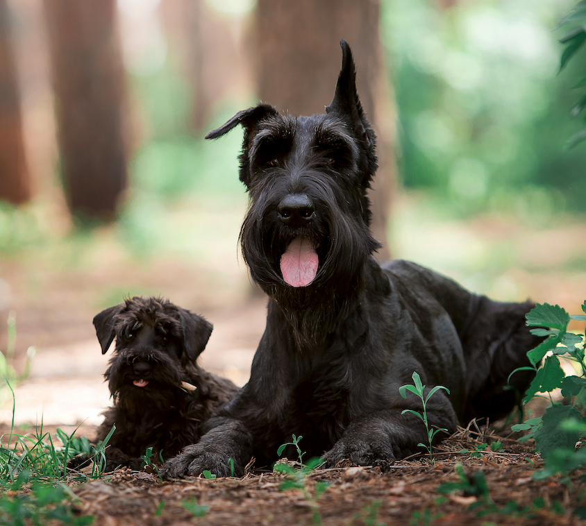 Baby Giant Schnauzers 2+ Thousand Baby Schnauzer Royalty-Free