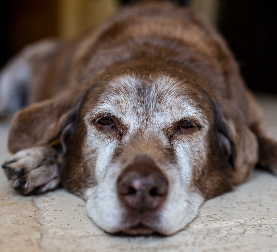 How to Keep Your Senior Dog Active and Engaged with the Right Chews