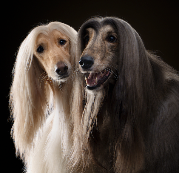 The World's Longest-Haired Dog Breed: The Flowing Beauties
