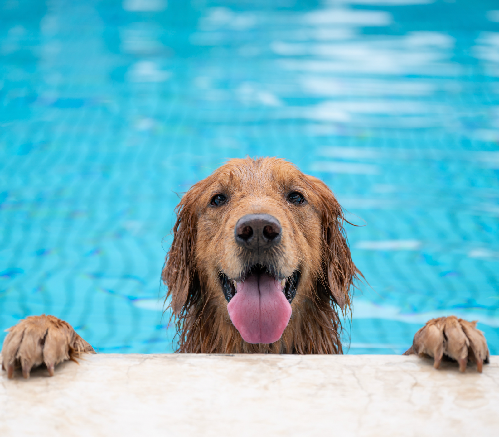Keeping Your Dog Safe in the Water: A Comprehensive Guide for Summer Swimming