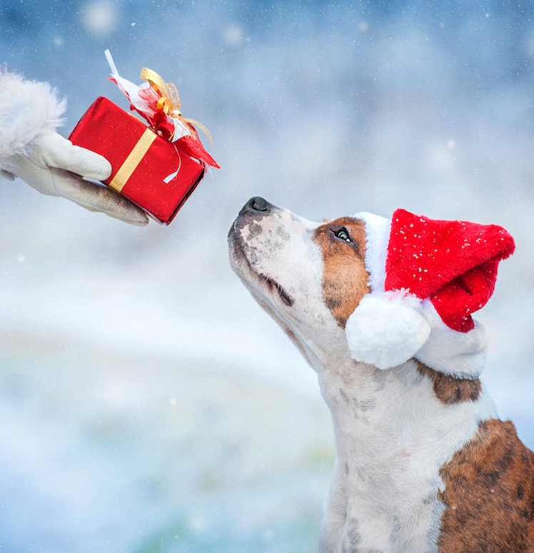 Gift Ideas for Dog Owners (That Their Dogs Will Love Too)
