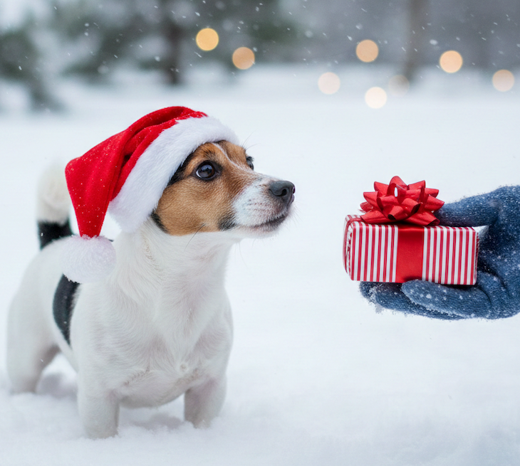 Gift Ideas for Dog Owners (That Their Dogs Will Love Too)