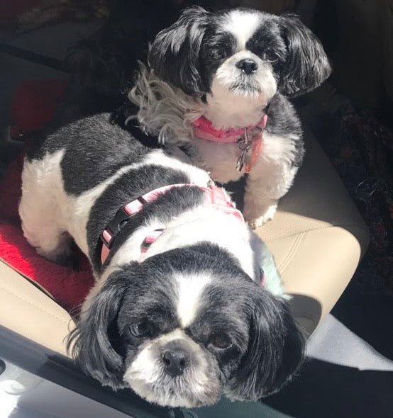 All about Shih Tzus
