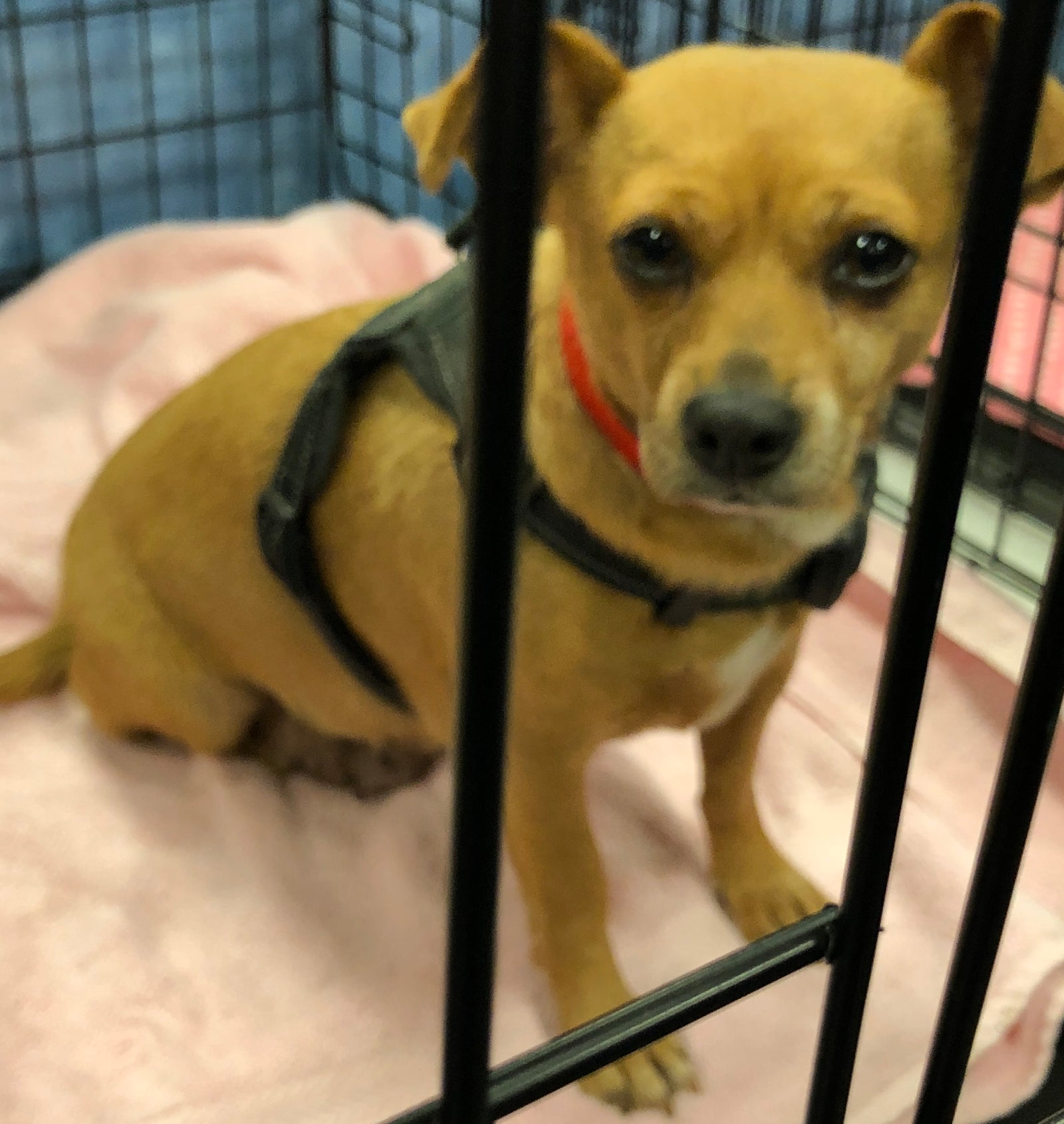 Embracing Unconditional Love: Adopt a Shelter Pet Day