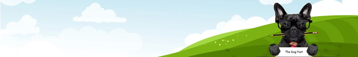 SAFETY TIPS FOR DOGS IN CARS