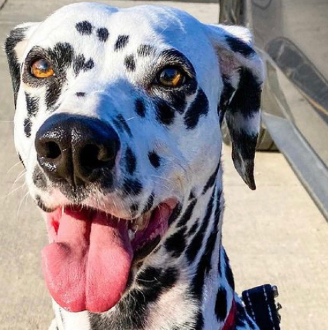 The Unique Charm of Dalmatian Dogs