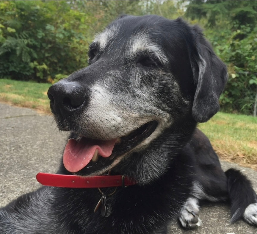 Rainbow Bridge Remembrance Day: Honoring Our Beloved Pets