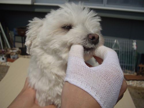 Dog Mouth Care Toothbrush Glove