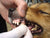 Dog Mouth Care Toothbrush Glove