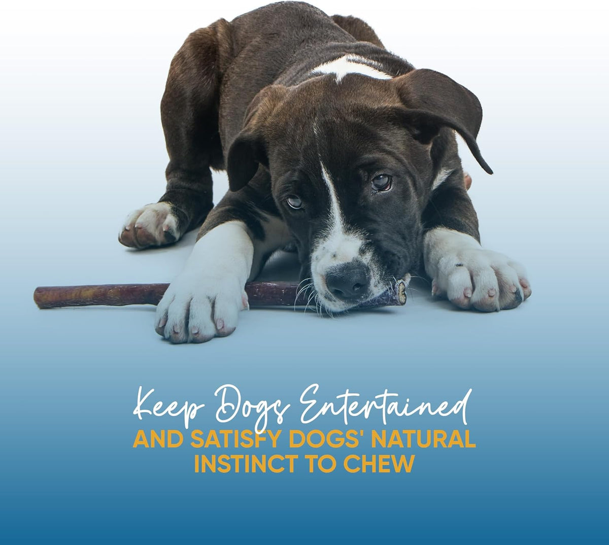 MONSTER BULLY STICKS 12 inches | 3, 10  Jumbo Bully Sticks for Dogs Sourced and packed in the USA | From free-range grass fed cows