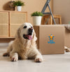 Pet Box Bundle: A Fun and Delicious Starter Kit for Your Furry Friends