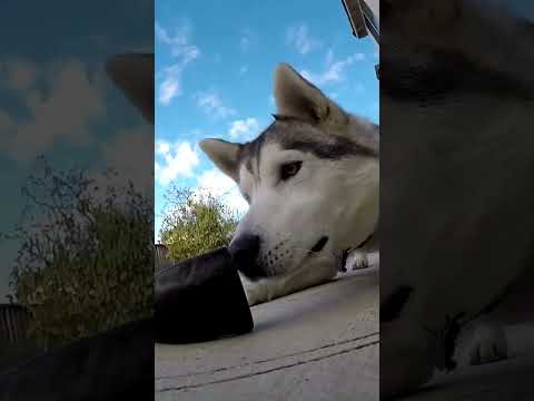 Small Buffalo Horns Chews for Dogs – 3 Count