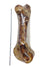 Giant Femur Bone 16 - 18" - Mammoth Dog Bones for Aggressive Chewers