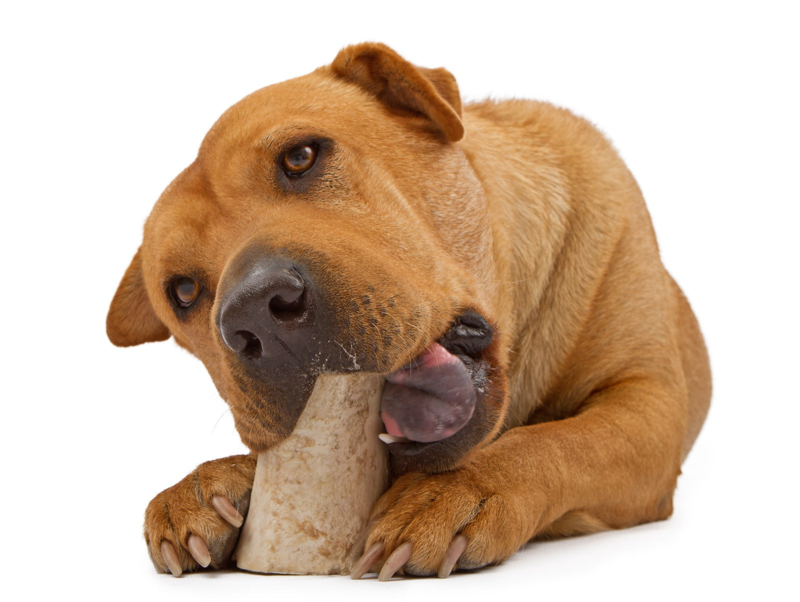 Bones with Bone Marrow 3-4” chew bones for Dogs 6 Count - Natural Grass Fed Meaty Chew Treats for Aggressive chewers.