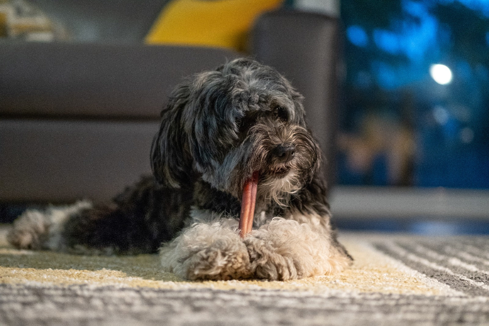 BULLY STICKS for Dogs 6 Inches - 1 Pound  | 100% Natural Dog Chews