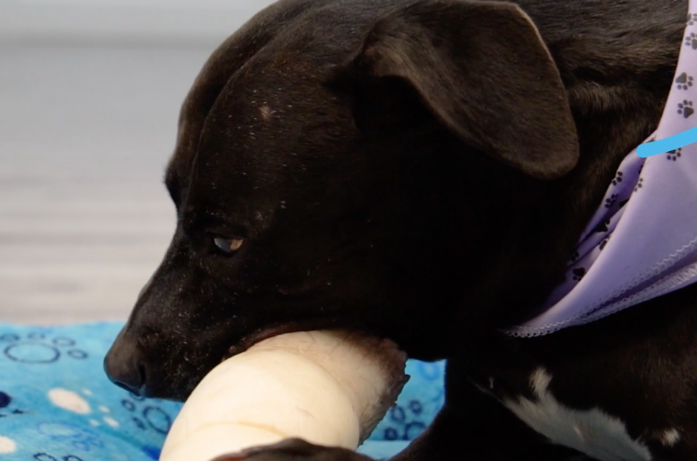 Thick Beef Cheek for dogs - 5-6" Rolls (10 Count) by 123 Treats