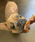 Pig Ears Strips for Dogs (8 Oz & 1, 5 pounds) 100% Natural bite size Pork Dog Chews From 123 Treats